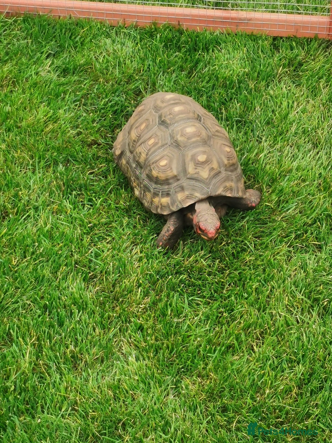 Tortoise reptiles for sale: Female cherry head red foot tortoise - Image 4