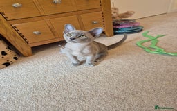 Burmese cats for sale: Gorgeous Pedigree Blue Male Burmese Kitten - Image 8