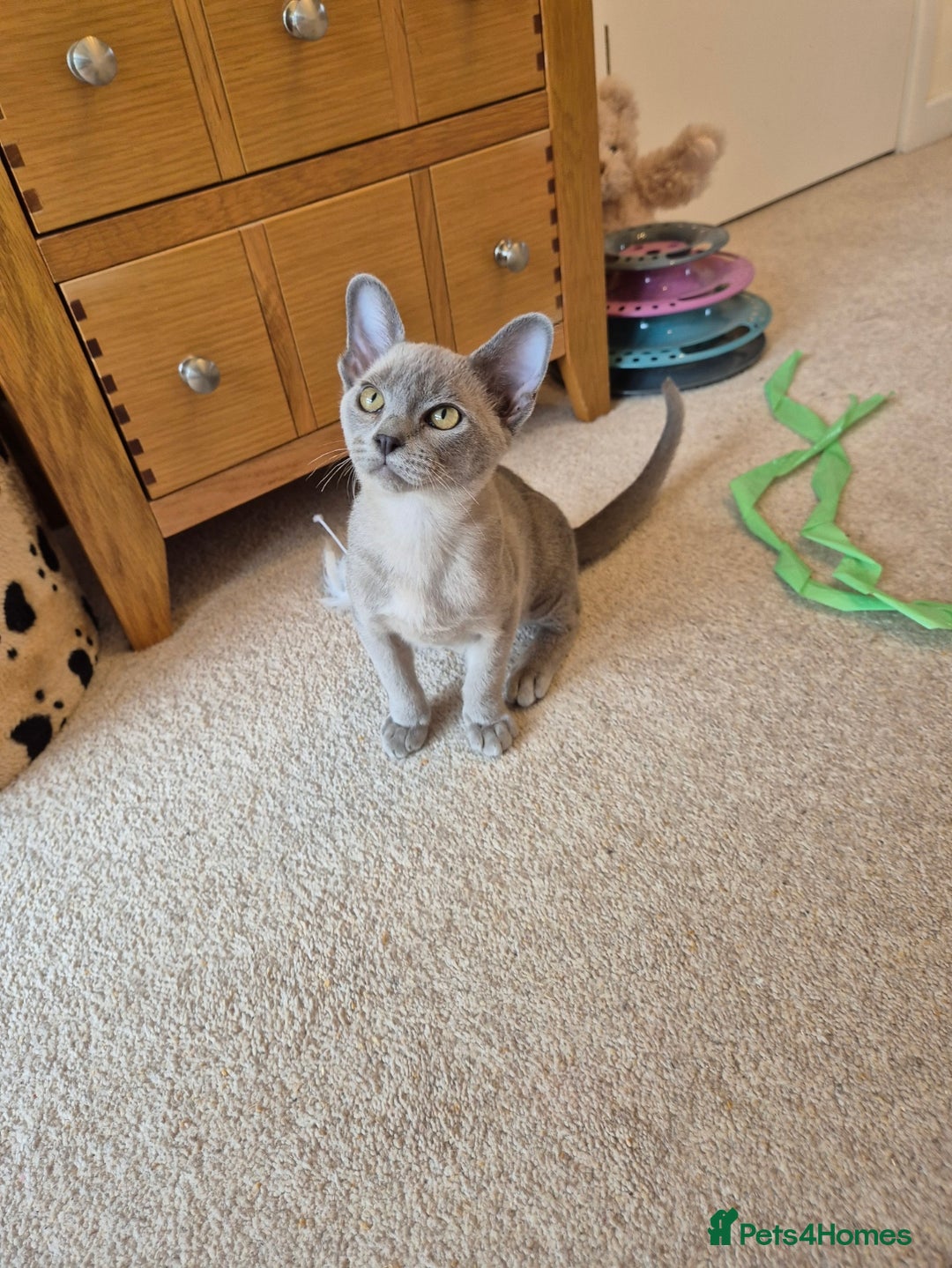 Burmese cats for sale: Gorgeous Pedigree Blue Male Burmese Kitten - Image 8