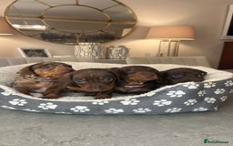 Miniature Dachshund dogs for sale: Ronnie Rocket - Stunning Last Remaining Girl PRA KC Mini Dachshund - Image 26