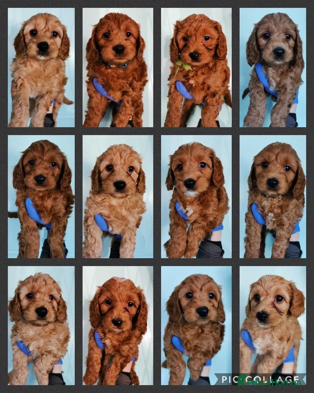 Toy Poodle dogs for stud: Romeo - Professional Stud Service in Eastleigh - Advert 8