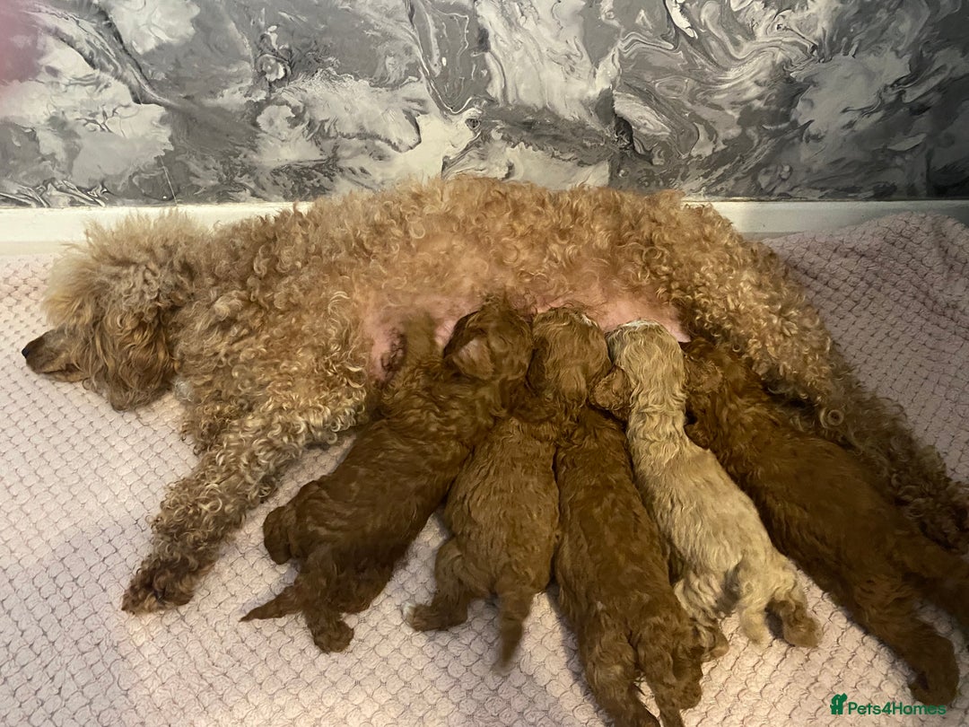 Miniature Poodle dogs for sale: Stunning minature poodle puppies  - Image 15