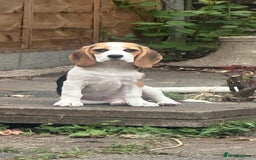 Beagle dogs for sale: Beautiful 5 month old Beagle KC Registered - Image 3