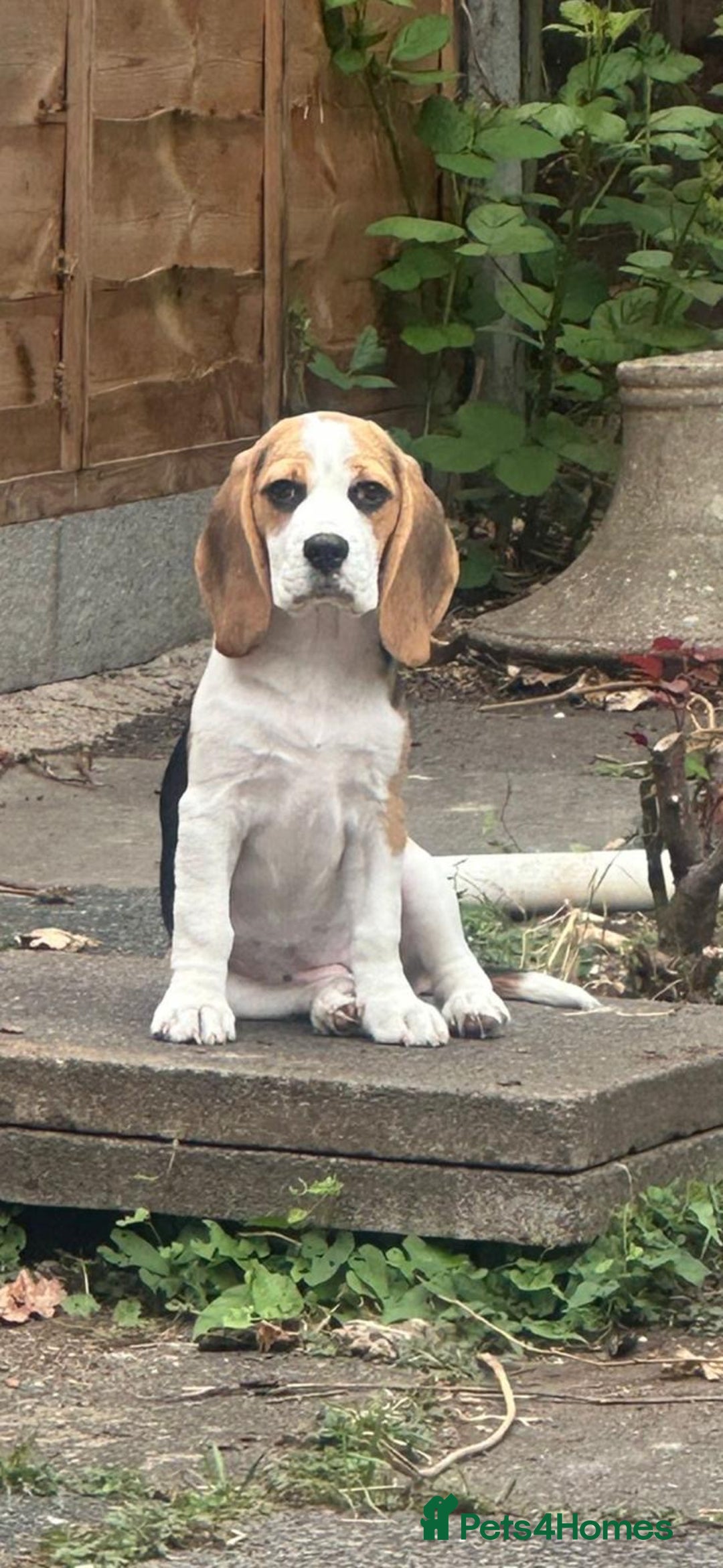 Beagle dogs for sale: Beautiful 5 month old Beagle KC Registered - Image 3