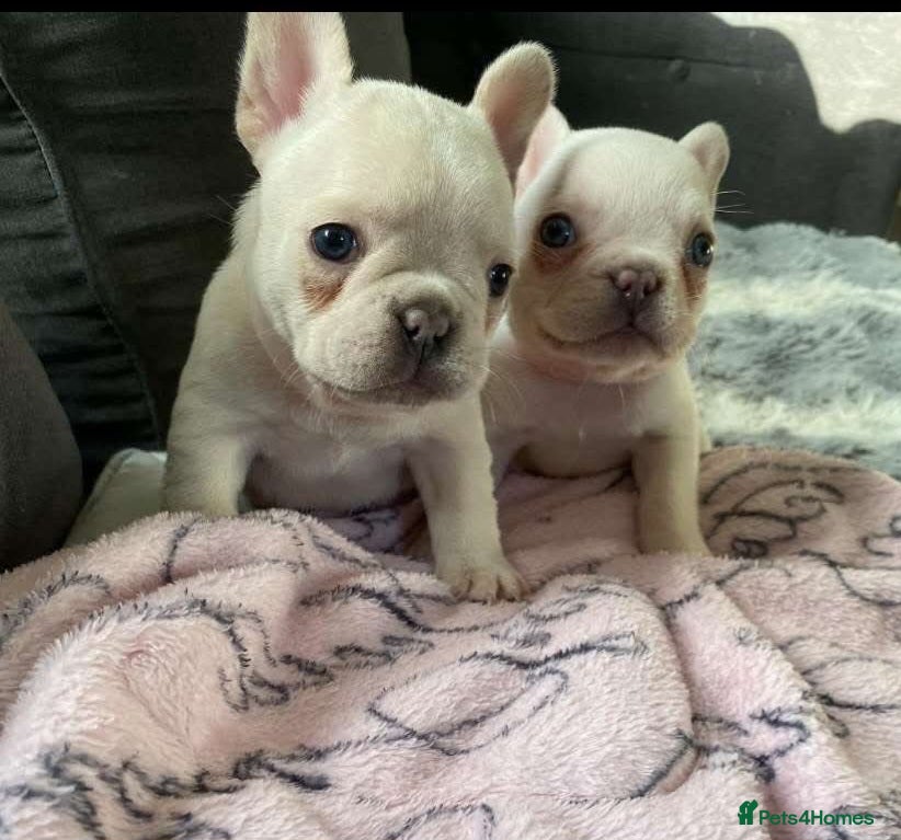 French Bulldog dogs We have 2 Beautiful Platinum Girls ready to leave. - Advert 3