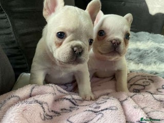 French Bulldog dogs We have 2 Beautiful Platinum Girls ready to leave. - Advert 1