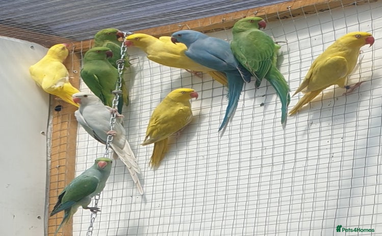 Ringnecks birds - Advert 3