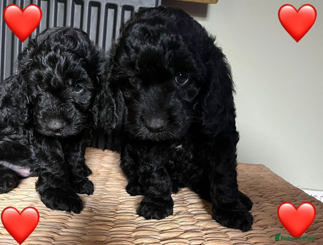 Cockapoo dogs for sale: Adorable Cockapoo Puppies  - Image 4