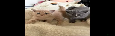 British Shorthair 3