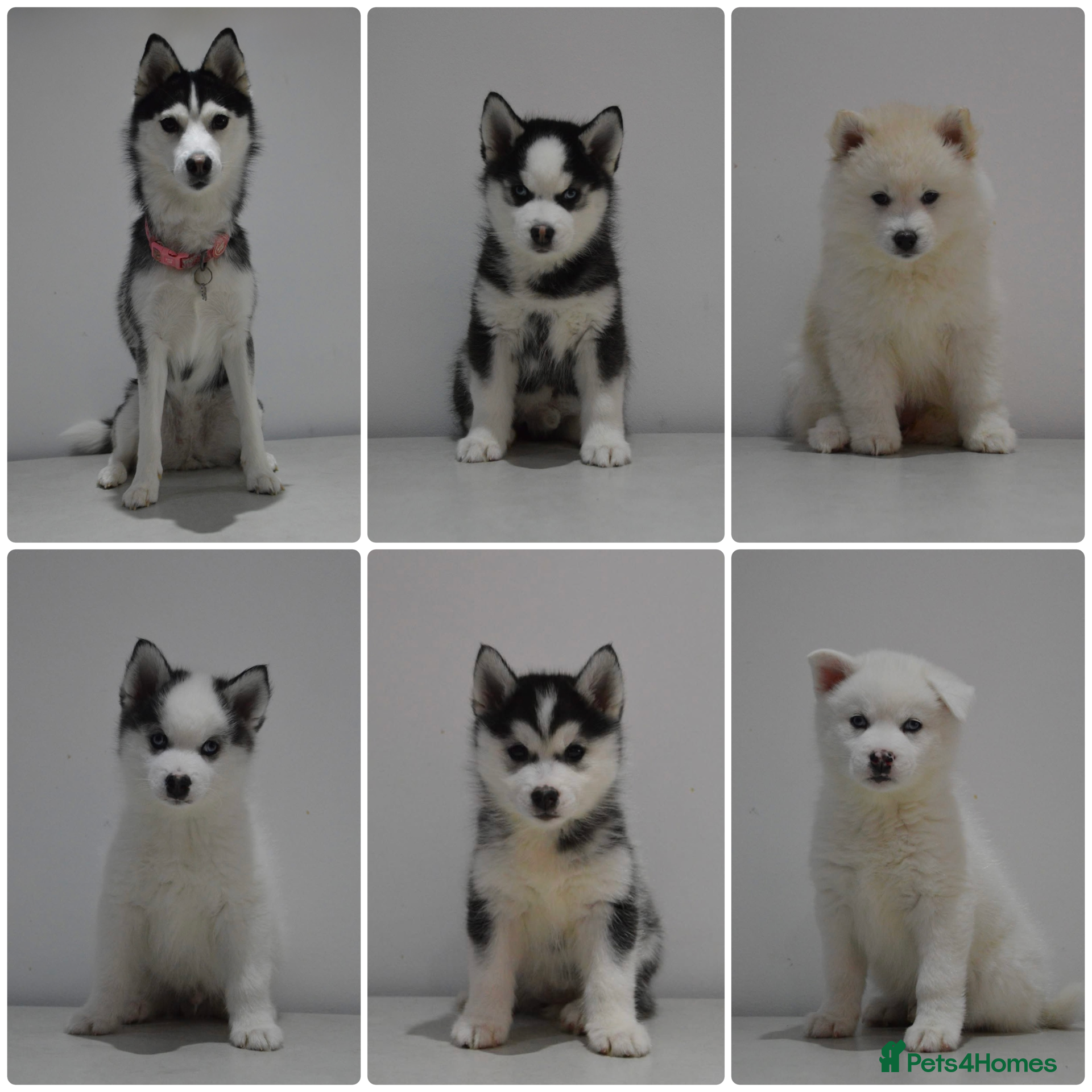 Pomsky dogs READY TO LEAVE - F2 Pomsky – Luna’s Pride Litter  - Advert 3