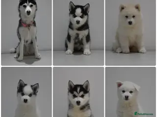 Pomsky dogs READY TO LEAVE - F2 Pomsky – Luna’s Pride Litter - Advert 3