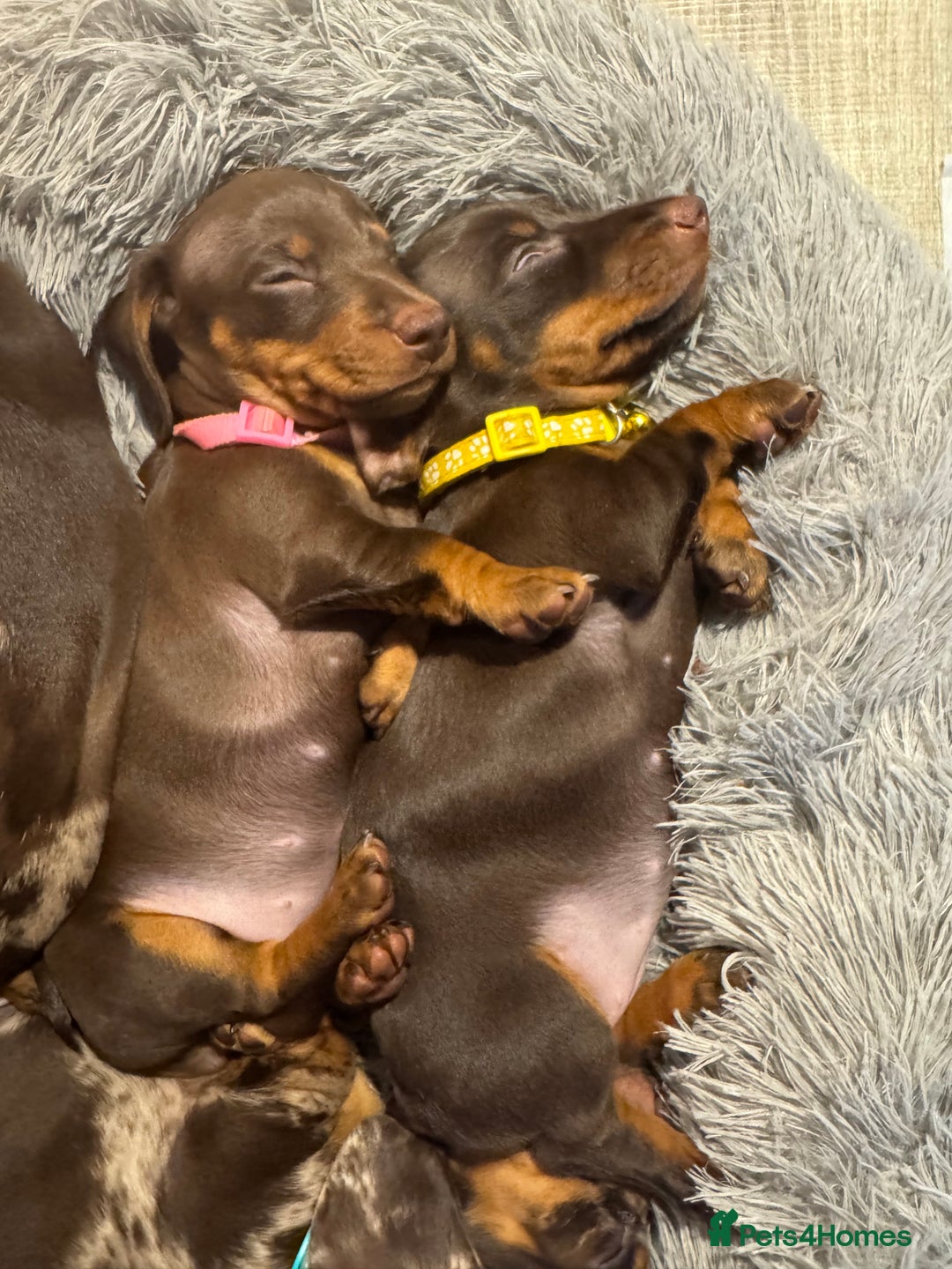Miniature Dachshund dogs for sale: KC reg miniature dachshund puppies 4 girls 4 boys - Advert 17
