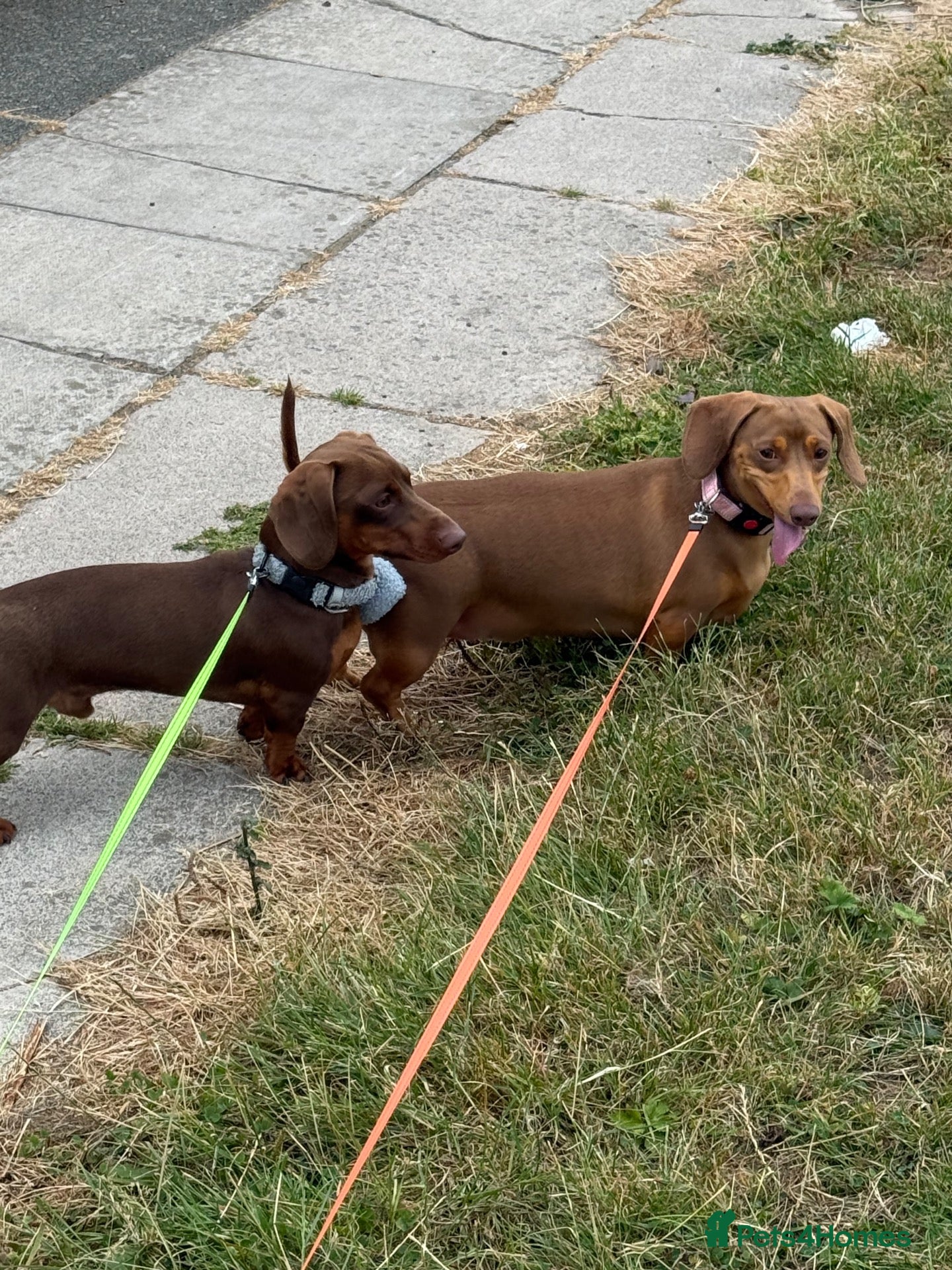 Dachshund dogs Reggie miniature dachshund  - Advert 2