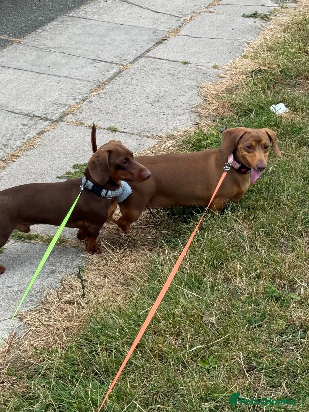 Dachshund dogs for sale: Reggie miniature dachshund  - Advert 1