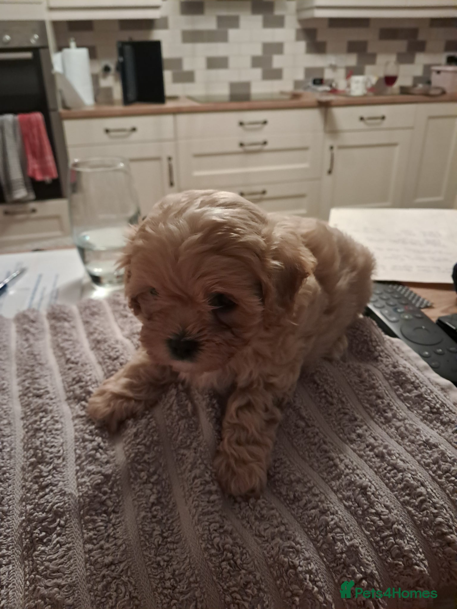 Maltipoo dogs Beautiful Maltipoo Pups - Advert 10