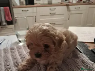 Maltipoo dogs Beautiful Maltipoo Pups - Advert 10