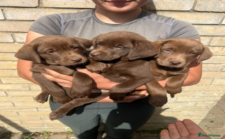 Labrador Retriever dogs - Advert 2