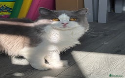 British Shorthair cats for sale: Last 2 boys!!  - Image 4