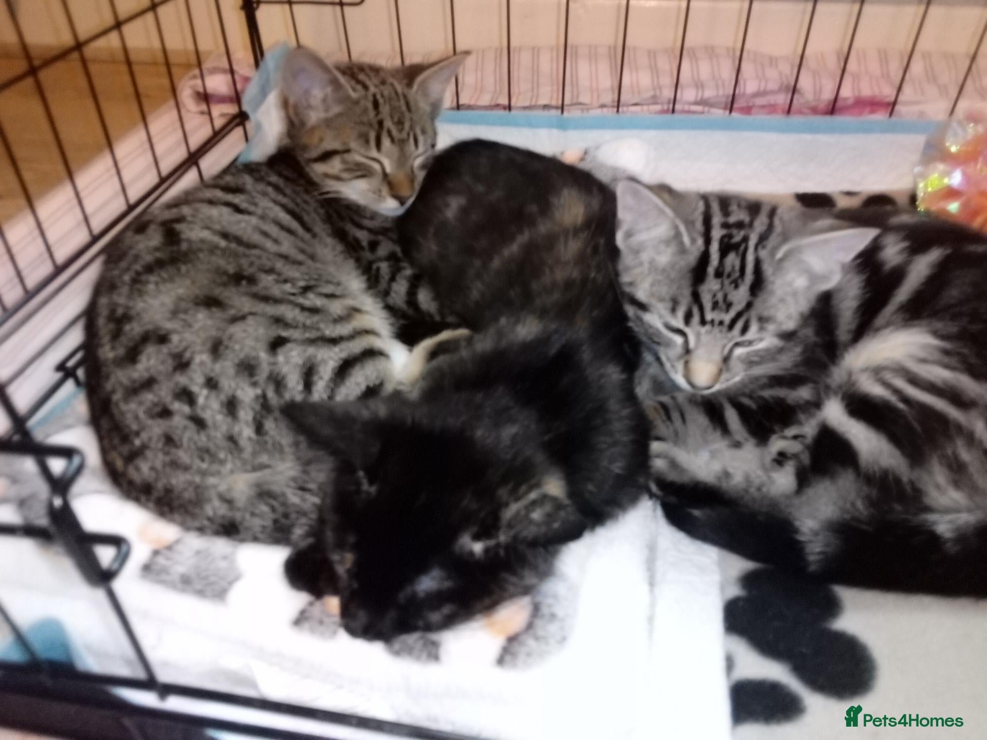 Mixed Breed cats Bengal x kittens - Advert 19