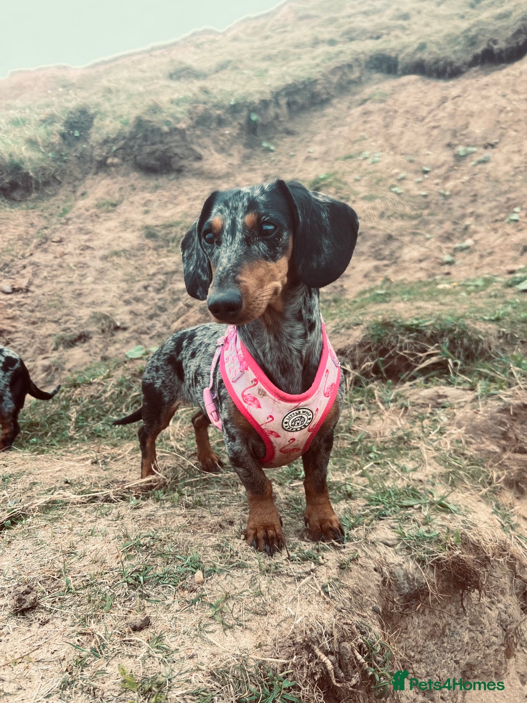 Miniature Dachshund dogs for sale: Miniature Dachshunds  - Advert 2