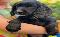 Cocker Spaniel dogs for sale: KC working cocker spaniel puppies - Image 19