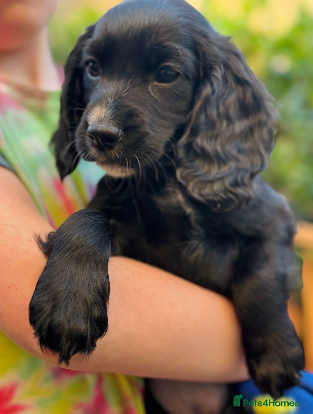 Cocker Spaniel dogs for sale: KC working cocker spaniel puppies - Image 19