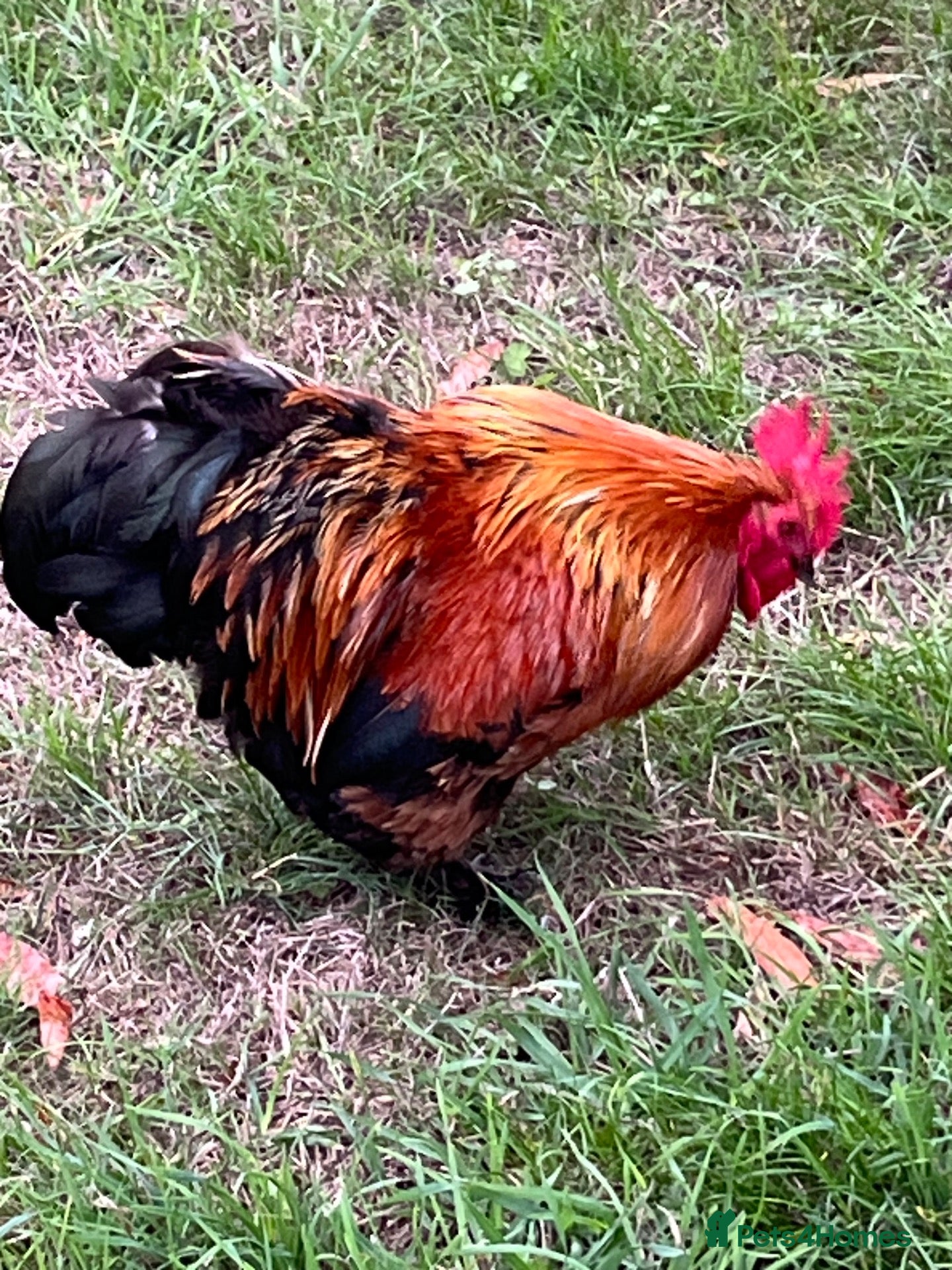 Chickens poultry Bantam cockerel needs new home  - Advert 2