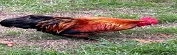 Chickens poultry for sale: Bantam cockerel needs new home  in Eye - Advert 1