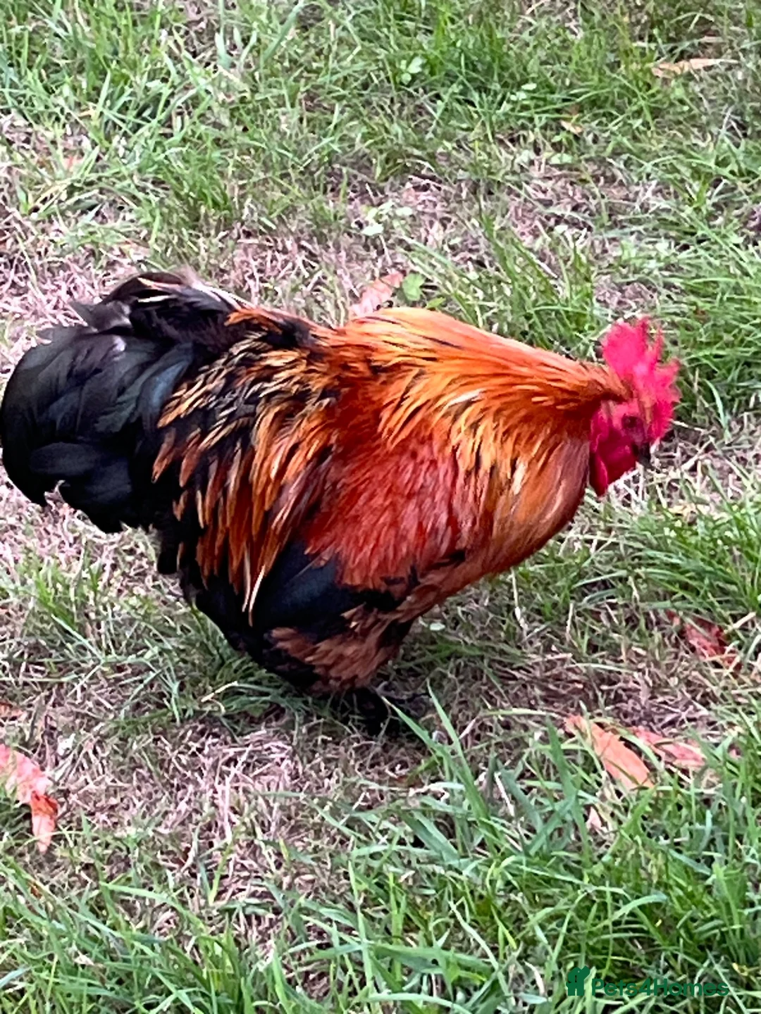 Chickens poultry for sale: Bantam cockerel needs new home  in Eye - Advert 1