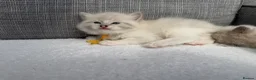 Ragdoll cats for sale: Blue lynx and blue bi colour beauties  - Advert 8