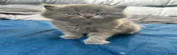 Mixed Breed cats for sale: £400 persian tortoiseshell kittens - Advert 10