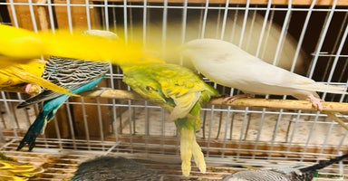 Budgerigars birds Various colour/ages budgies for sale  - Advert 3