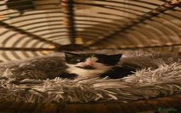 Mixed Breed cats for sale: 2 kittens available  - Advert 3
