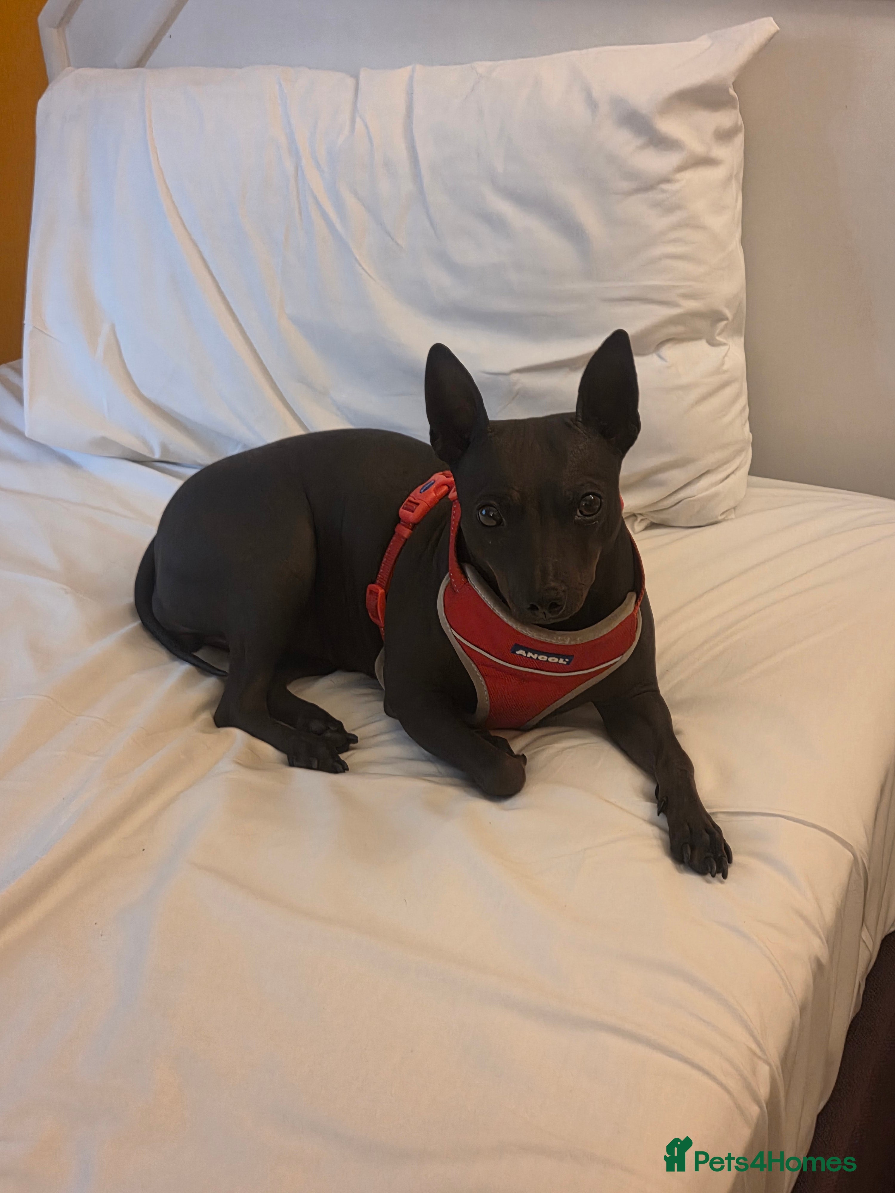 Mexican Hairless dogs American hairless terrier - Advert 1