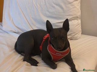 Mexican Hairless dogs - Advert 2