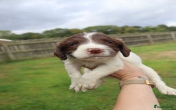 English Springer Spaniel dogs for sale: 2 Lovely Male Springer Spaniels - Image 23