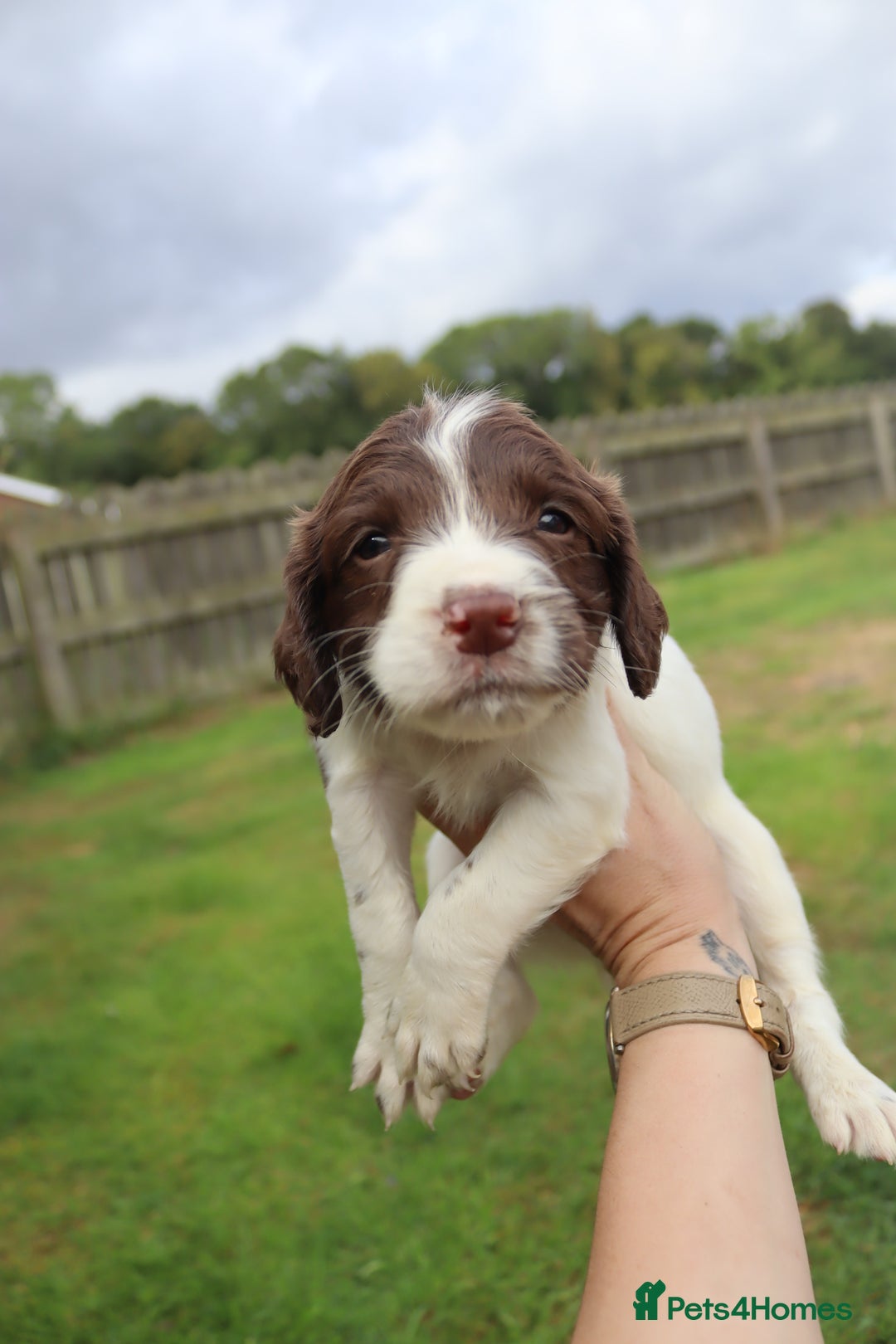 English Springer Spaniel dogs for sale: 2 Lovely Male Springer Spaniels - Image 23