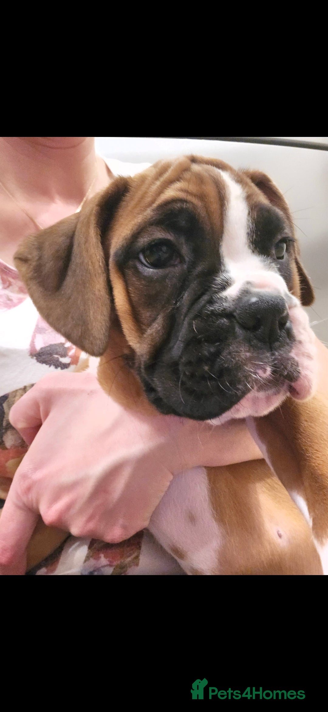 Boxer dogs for sale: Stunning male boxer puppies  - Image 18