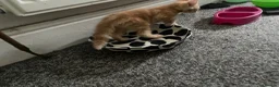 Mixed Breed cats for sale: 3 Beautiful Ginger Mix Siamese Boys Ready Now in Sutton-in-Ashfield - Advert 10
