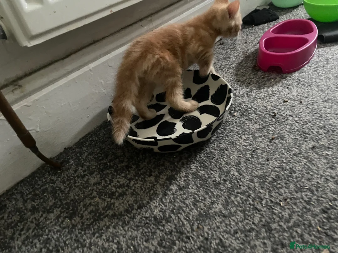 Mixed Breed cats for sale: 2 Beautiful Ginger Mix Siamese Boys £100 together  - Advert 23