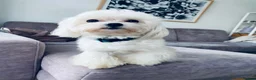 Maltese dogs for sale: Beautiful KC reg.Maltese puppies  - Advert 6