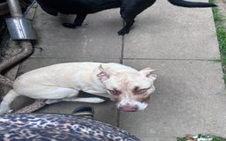 Mixed Breed dogs for sale: Rocky - Image 5