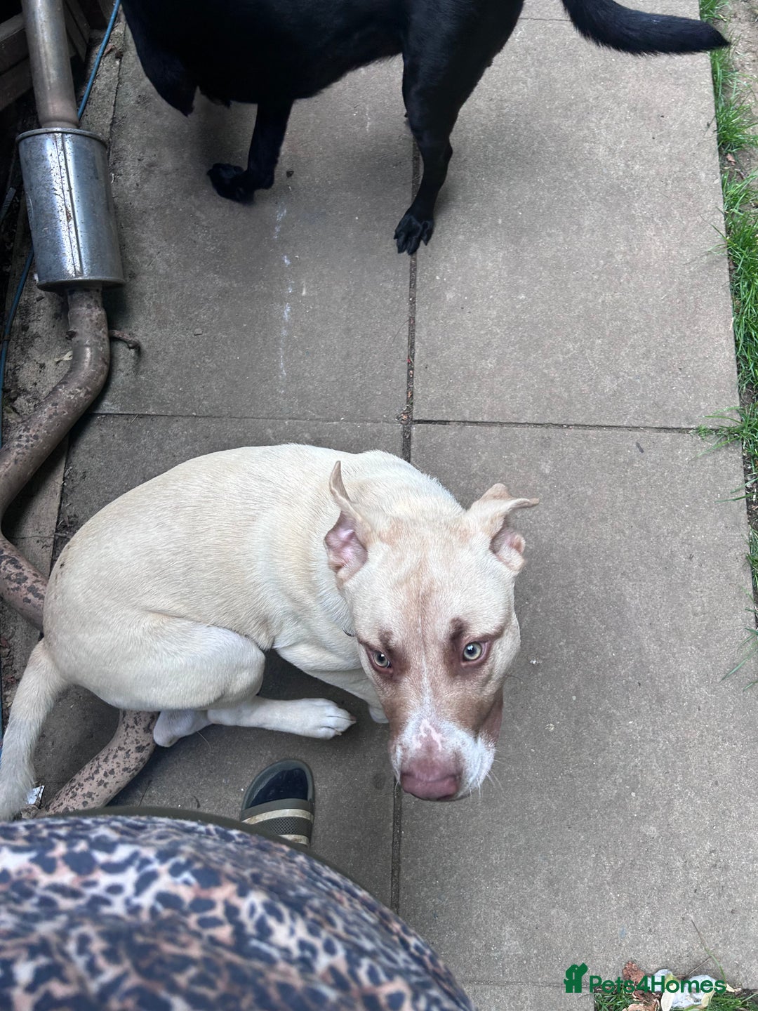 Mixed Breed dogs for sale: Rocky - Image 5
