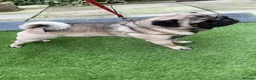 Pug dogs for stud: PUG FOR STUD!! - Advert 3