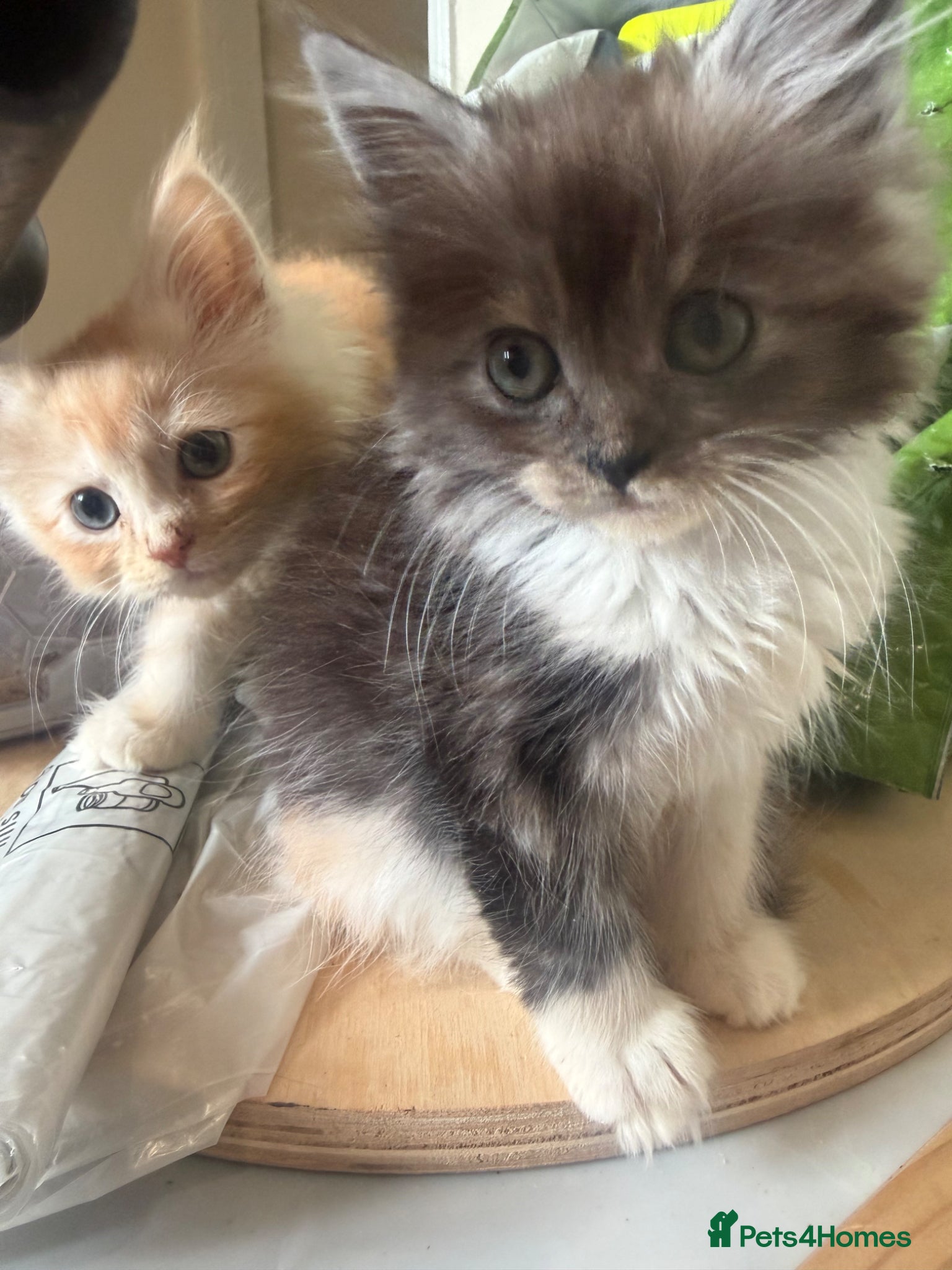 Maine Coon cats Maincoon X Ragdoll - Advert 1