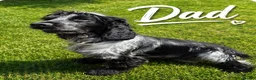 Cocker Spaniel dogs for sale: Show type cocker spaniel  - Advert 10