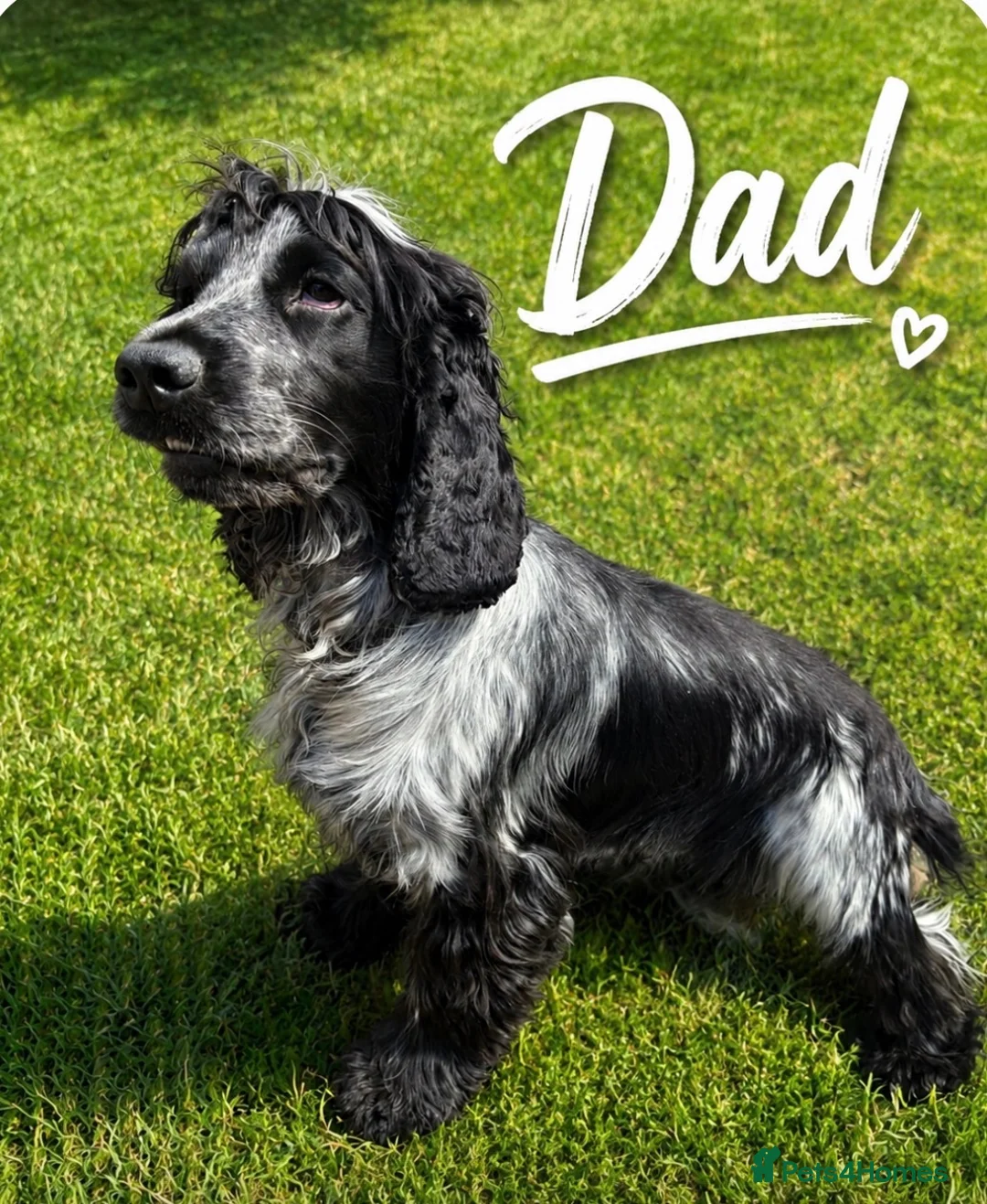 Cocker Spaniel dogs for sale: Show type cocker spaniel  - Advert 10