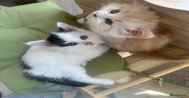 Mixed Breed cats - Advert 12