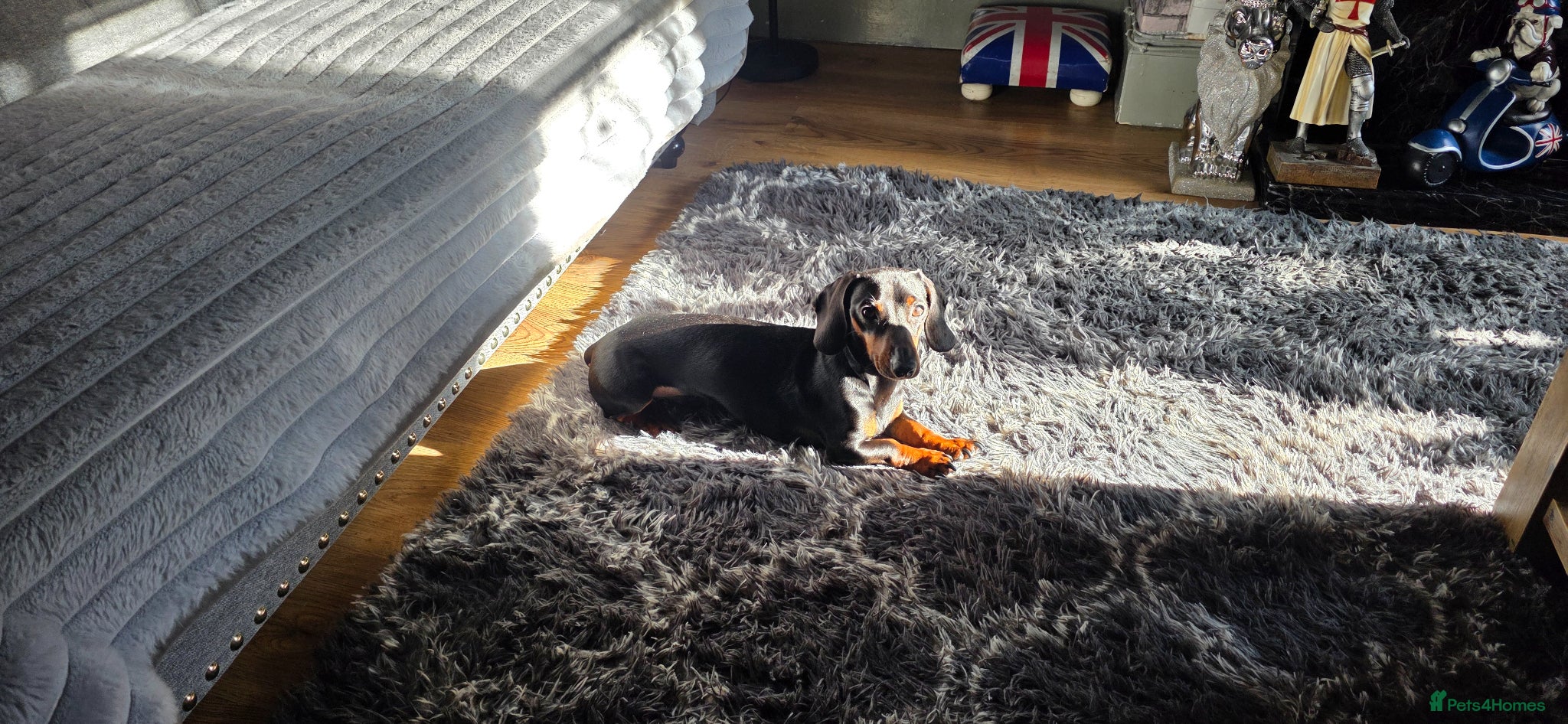 Dachshund dogs for sale: 3 yr old male dachshund black and tan - Advert 1