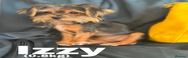 Izzy